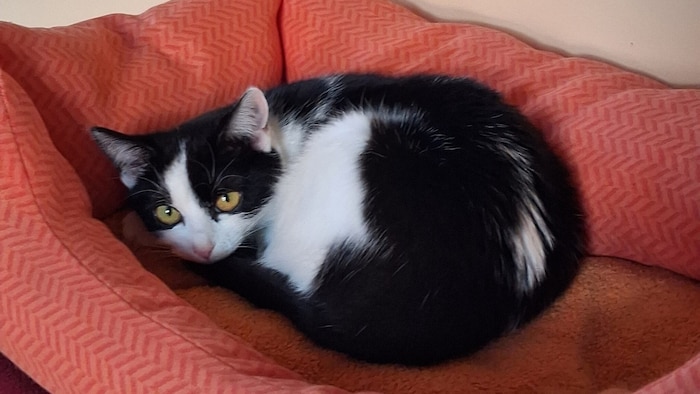 Zora wartet, wie viele junge Katzen, im Tierheim in Lienz.