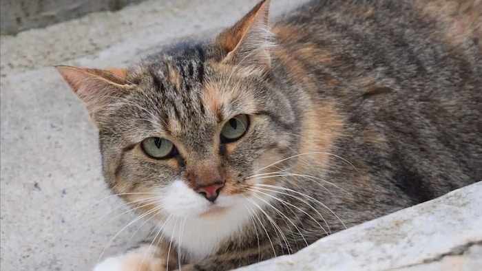 Romy ist eher schüchtern.