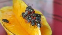 Die Larven der Neue Welt Schraubenwurmfliege ernähren sich von Fleisch.