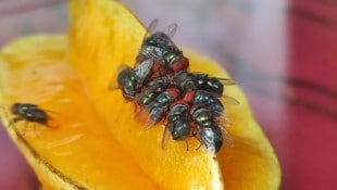 Die Larven der Neue Welt Schraubenwurmfliege ernähren sich von Fleisch.