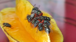 Die Larven der Neue Welt Schraubenwurmfliege ernähren sich von Fleisch.