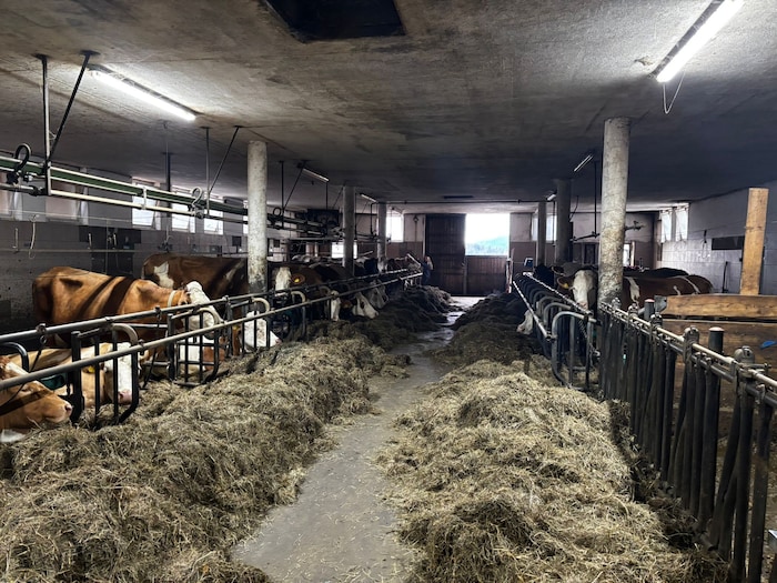 Zudem hat Christian Steindl einen Milchviehbetrieb in Fresach.