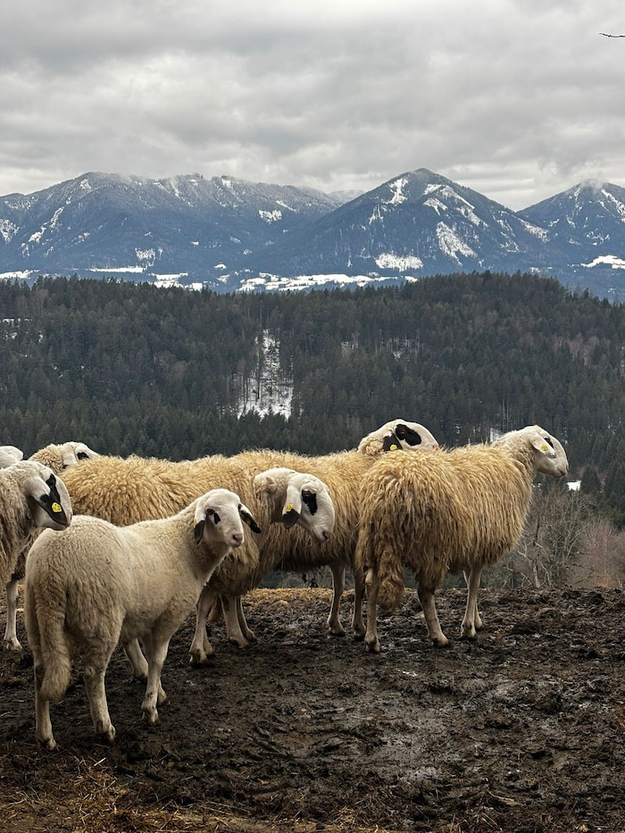 Am Hof sind auch Brillenschafe zu finden.