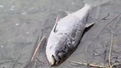 Ausschnitt aus einem Video, das ein Passant aufgenommen hat und das viele verendete Tiere zeigt