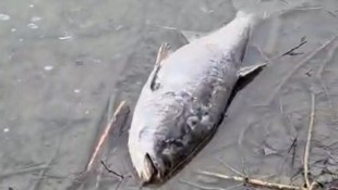 Ausschnitt aus einem Video, das ein Passant aufgenommen hat, das viele verendete Tiere zeigt.