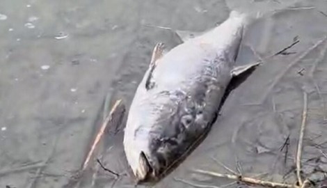 Ausschnitt aus einem Video, das ein Passant aufgenommen hat und das viele verendete Tiere zeigt