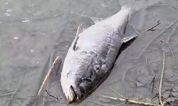 Ausschnitt aus einem Video, das ein Passant aufgenommen hat und das viele verendete Tiere zeigt