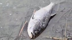 Ausschnitt aus einem Video, das ein Passant aufgenommen hat und das viele verendete Tiere zeigt