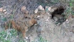 Streunerhündin „Fig“ (li.) vor der Höhle, in der sich das andere Hundeweibchen „Anna“ mit ihre ...