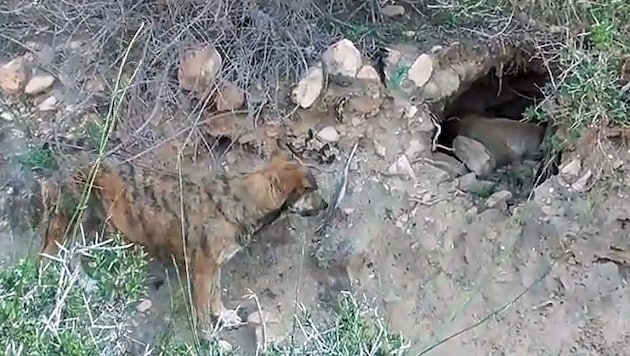 Streunerhündin „Fig“ (li.) vor der Höhle, in der sich das andere Hundeweibchen „Anna“ mit ihre ...