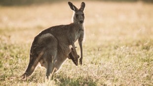 Ein Känguru-Chili in einer Uni-Mensa in Bayern sorgt für Gesprächsstoff. (Symbolbild) 