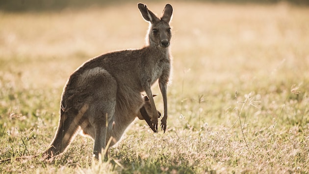 Ein Känguru-Chili in einer Uni-Mensa in Bayern sorgt für Gesprächsstoff. (Symbolbild)