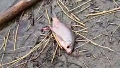 Ausschnitt aus einem Video, das ein Passant aufgenommen hat, das viele verendete Tiere zeigt