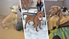 „Emmi“ scheiterte an den Vorgaben der Gemeindewohnung, auch „Wotan“ und „Zeus“ sind rassebedingt ...