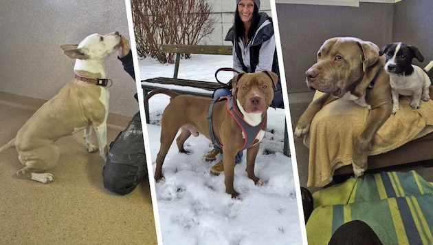 „Emmi“ scheiterte an den Vorgaben der Gemeindewohnung, auch „Wotan“ und „Zeus“ sind rassebedingt ...