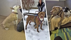 „Emmi“ scheiterte an den Vorgaben der Gemeindewohnung, auch „Wotan“ und „Zeus“ sind rassebedingt ...