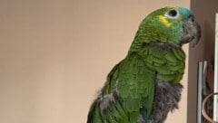 Seltener Einsatz für Tierretter: Dieser zutrauliche Papagei wurde im Salzburger Stadtteil Lehen ...