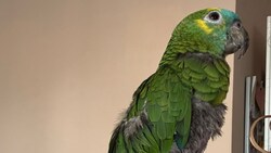 Seltener Einsatz für Tierretter: Dieser zutrauliche Papagei wurde im Salzburger Stadtteil Lehen ...