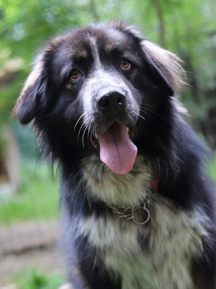 Wasserfloh Yuki träumt von Liebe.