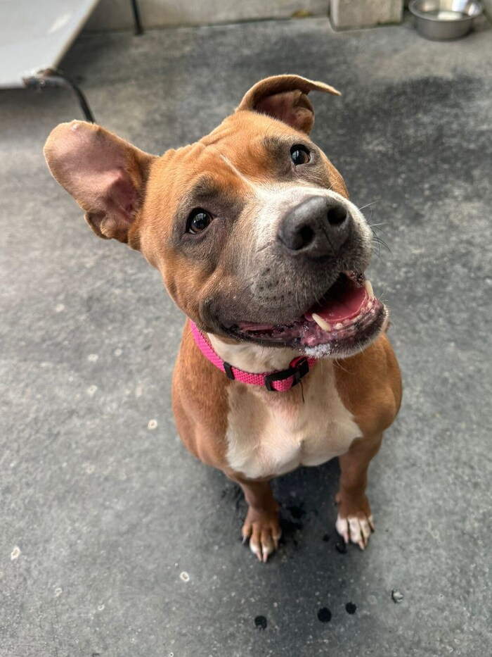 Roxy wurde herzlos ausgesetzt.