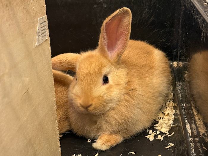 Die herzige Cecina verdient ein artgerechtes Daheim.