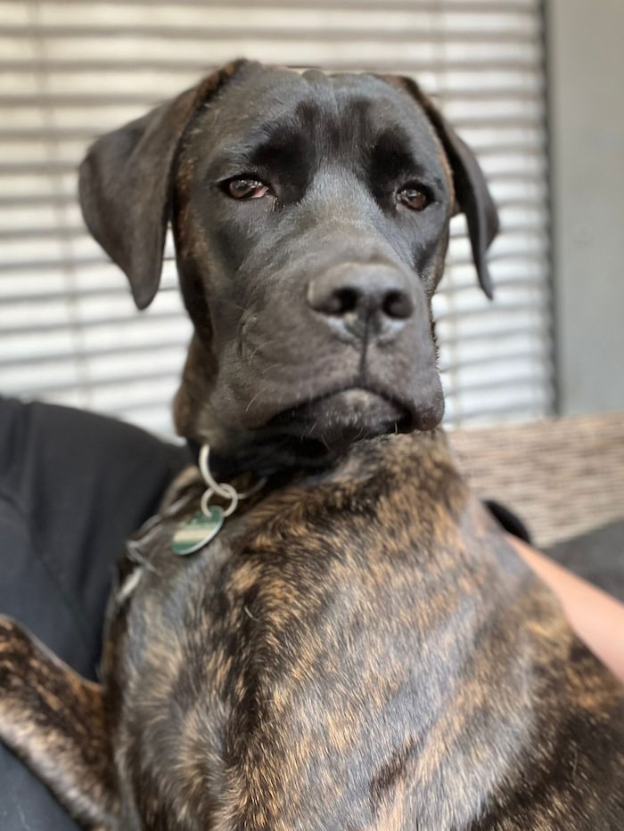 Verantwortungsvoller Hundekenner für Maja gesucht.