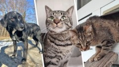 Ob Mischling Blacky oder die Katzen Minako und Daisy, sie alle suchen einen schönen Platz zum ...