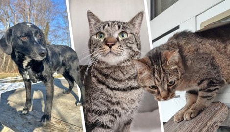 Ob Mischling Blacky oder die Katzen Minako und Daisy, sie alle suchen einen schönen Platz zum ...