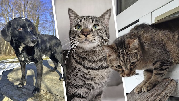 Ob Mischling Blacky oder die Katzen Minako und Daisy, sie alle suchen einen schönen Platz zum ...