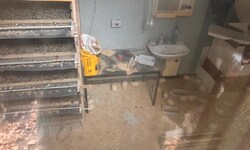Viele Wachteln wurden in engen Käfigen (links) gehalten. Veterinärbehörde billigt, dass die ...