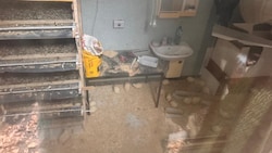 Viele Wachteln wurden in engen Käfigen (links) gehalten. Veterinärbehörde billigt, dass die ...