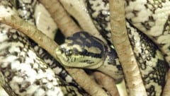 In Stuttgart sind 47 Riesenschlangen in einer Wohnung entdeckt worden, 13 davon waren bereits ...