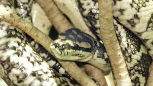 In Stuttgart sind 47 Riesenschlangen in einer Wohnung entdeckt worden, 13 davon waren bereits ...