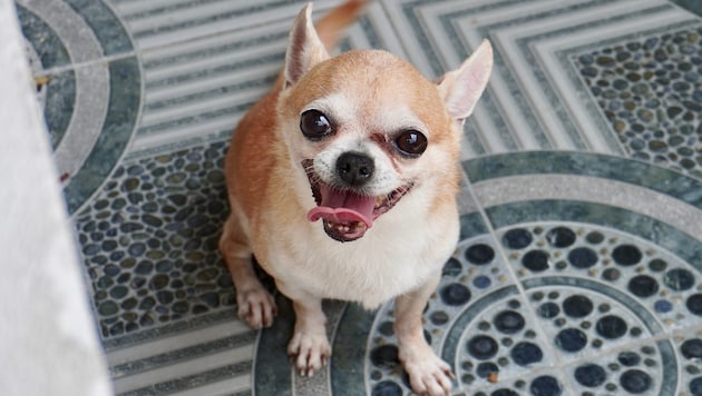 Ein kleiner Chihuahua-Mischling sorgte Sonntagnachmittag für einen Rettungshubschrauber-Einsatz. ...