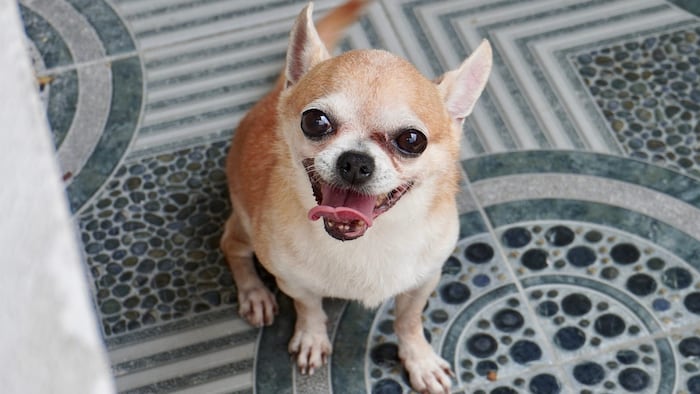 Der Mini-Chihuahua nahm all seine Kraft zusammen und konnte sich erfolgreich wehren.