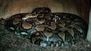 Auf der indonesischen Insel Sulawesi ist ein weiblicher Netzpython entdeckt worden, der fast ...
