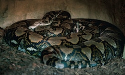 Auf der indonesischen Insel Sulawesi ist ein weiblicher Netzpython entdeckt worden, der fast ...