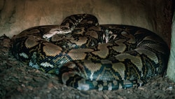 Auf der indonesischen Insel Sulawesi ist ein weiblicher Netzpython entdeckt worden, der fast ...