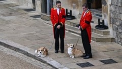 „Muick“ und „Sandy“ waren da, als der Sarg von Queen Elizabeth nach Windsor gebracht wurde.