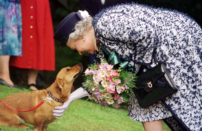Die britische Königin Elizabeth II. wurde ihr Leben lang von Corgis und Dorgis – eine Mischung ...