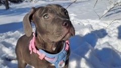 Einer der drei Hundewelpen