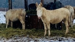 In Bad Tatzmannsdorf finden sich sogar seltene, sonst aussterbende weiße Barock-Esel. 