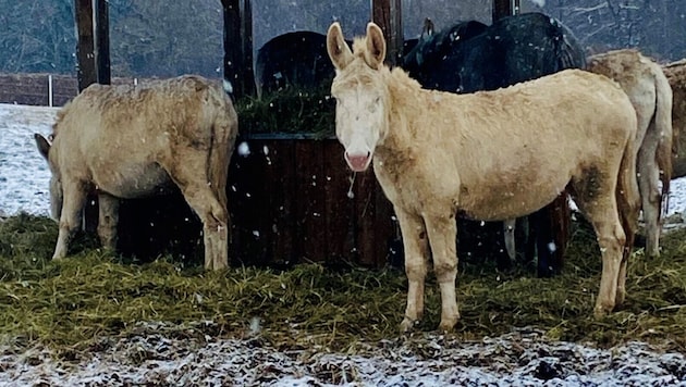 In Bad Tatzmannsdorf finden sich sogar seltene, sonst aussterbende weiße Barock-Esel.