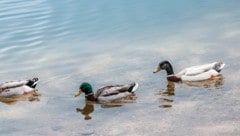 Enten fressen das Brot zwar, es tut ihnen aber nicht gut.