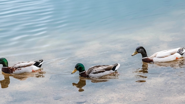 Enten fressen das Brot zwar, es tut ihnen aber nicht gut.