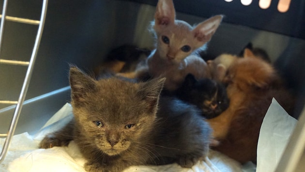 Ein Teil der 62 Katzen, die 2020 aus der kleinen Wohnung einer Frau in der Brigittenau gerettet ...