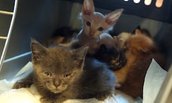 Ein Teil der 62 Katzen, die 2020 aus der kleinen Wohnung einer Frau in der Brigittenau gerettet ...