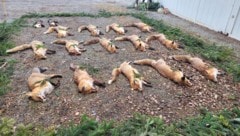 Bei der sogenannten öffentlichen Streckenlegung des Jagdverbandes in Steinbrunn wurde den toten ...