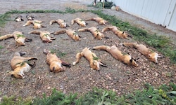 Bei der sogenannten öffentlichen Streckenlegung des Jagdverbandes in Steinbrunn wurde den toten ...
