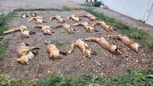 Bei der sogenannten öffentlichen Streckenlegung des Jagdverbandes in Steinbrunn wurde den toten ...